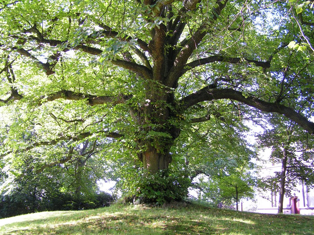 spreading chestnut tree