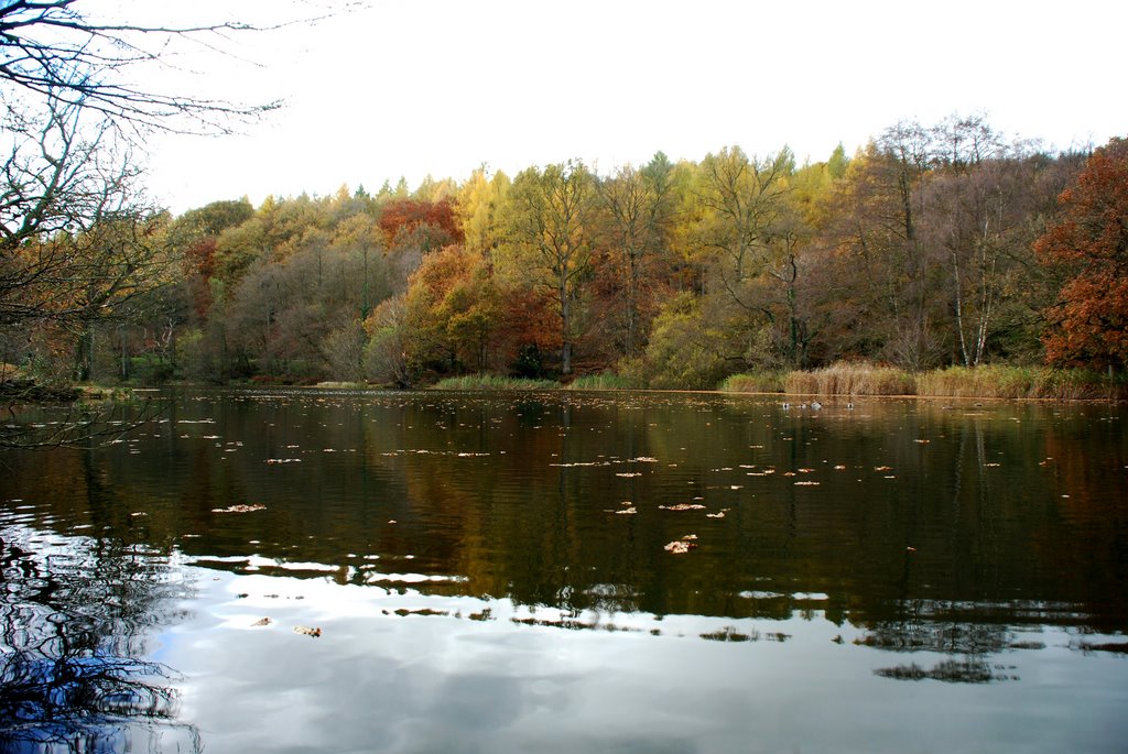 Cannop Ponds In Autumn